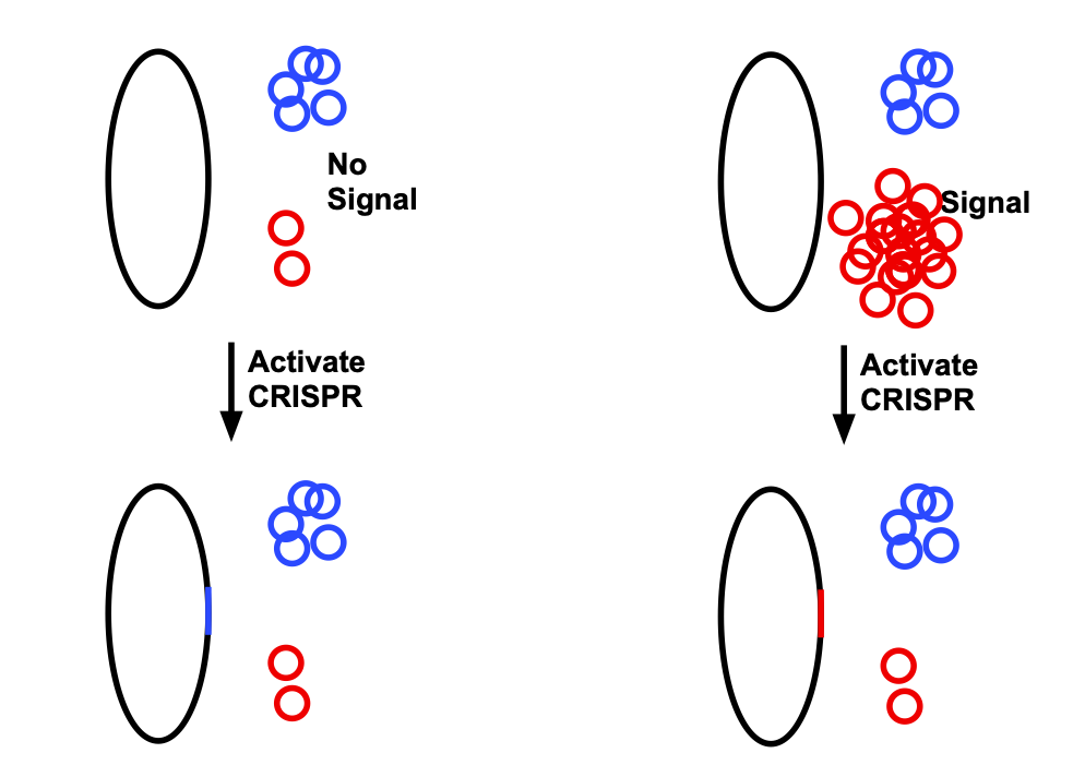 A la izquierda, sin ninguna señal, el plásmido rojo está presente en niveles bajos.  Cuando se activa CRISPR, es más probable que la secuencia del plásmido azul se inserte en el genoma.  A la derecha, cuando la señal está presente, hay mucho más plásmido rojo, por lo que es más probable que se inserte en el genoma.
