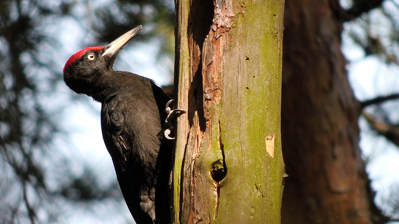 Video revela por qué los pájaros carpinteros no se atascan en los árboles |  Ciencias